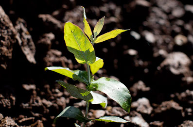 Plantamos – Conduzimos – Colhemos