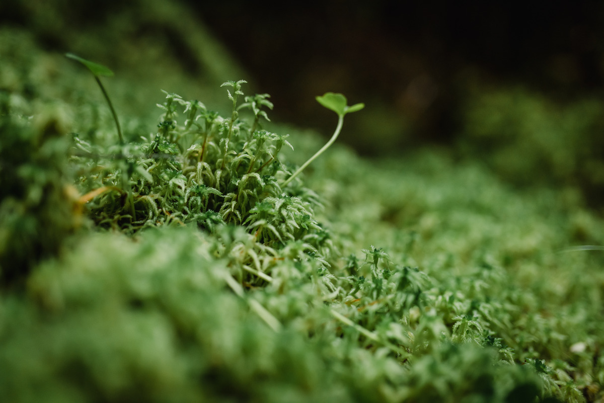 ARAUCO se convierte en la Primera Compañía Forestal del mundo en certificar su Carbono Neutralidad