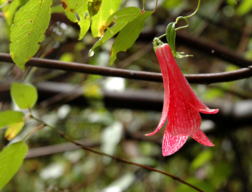 Parque Coyanmahuida