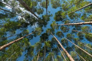 https://arauco-qas.arauco.com/wp-content/uploads/2019/04/Arauco-Bosques-300x200.jpeg